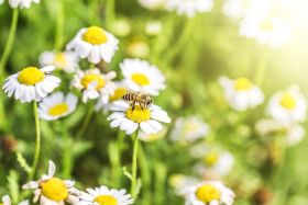 Măsuri de prevenţie şi tratament în cazul alergiei la înţepăturile de insecte